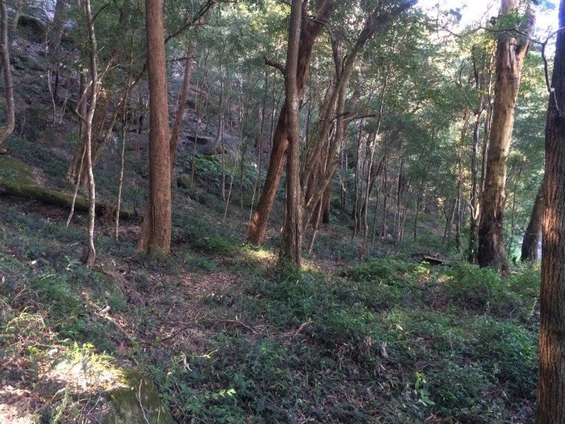 Wheeny Creek NSW 2758