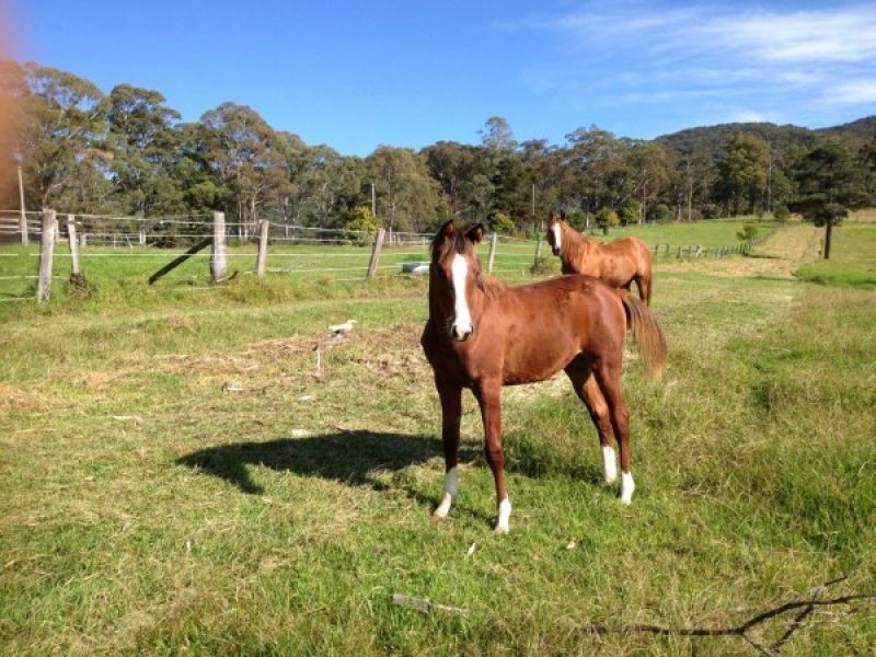Kurrajong Hills NSW 2758