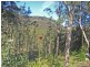 Lower Mangrove NSW 2250