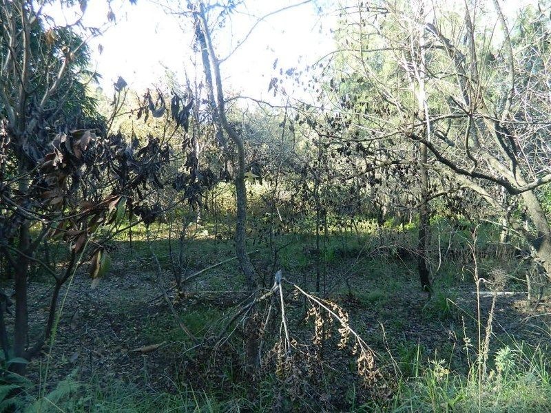 Lower Macdonald NSW 2775