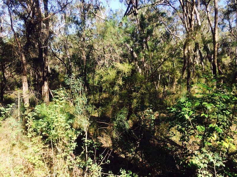 Cattai NSW 2756