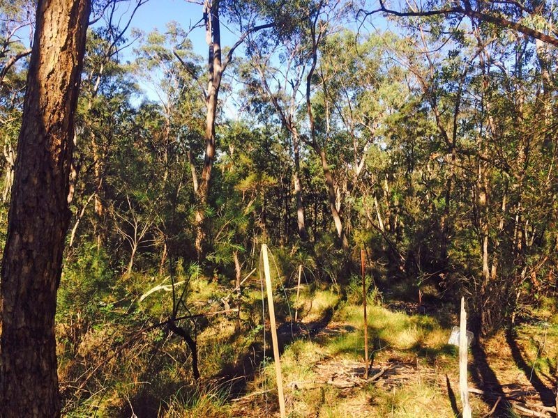 Cattai NSW 2756