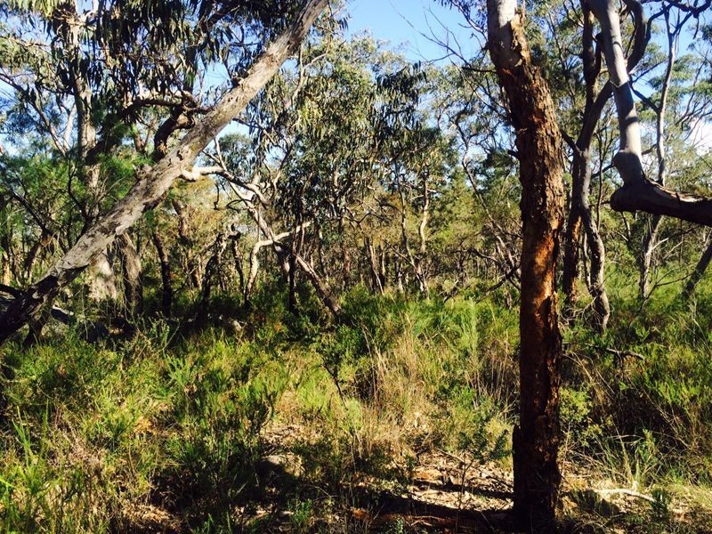 Cattai NSW 2756