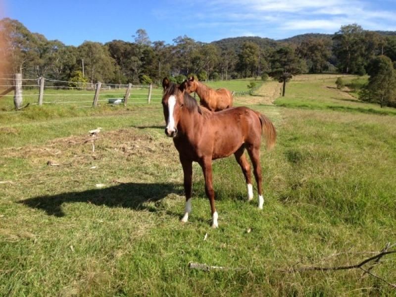 Kurrajong Hills NSW 2758