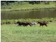 Upper Colo NSW 2756