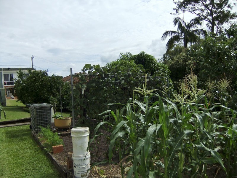 41 Taloumbi Street, Maclean NSW 2463