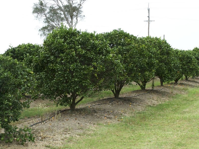 Not Supplied  Not Supplied, Harwood NSW 2465