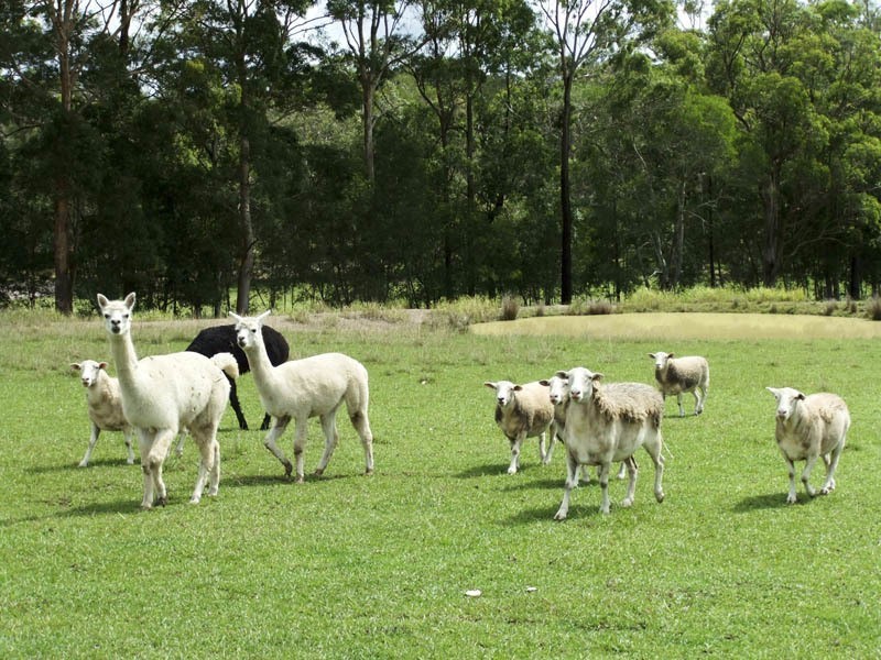 48 Wampi Place, James Creek NSW 2463