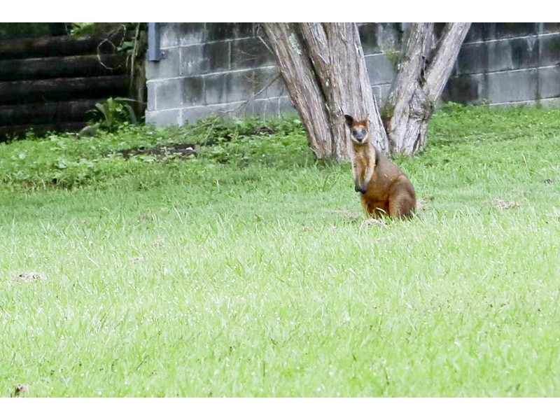 22 McPhee Street, Maclean NSW 2463