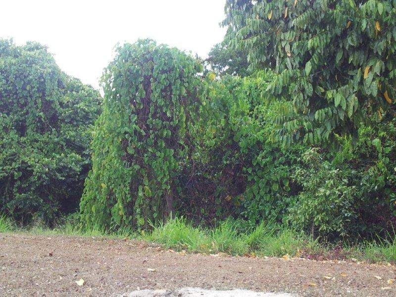 Lot 1 Shamrock Avenue, Brinsmead QLD 4870