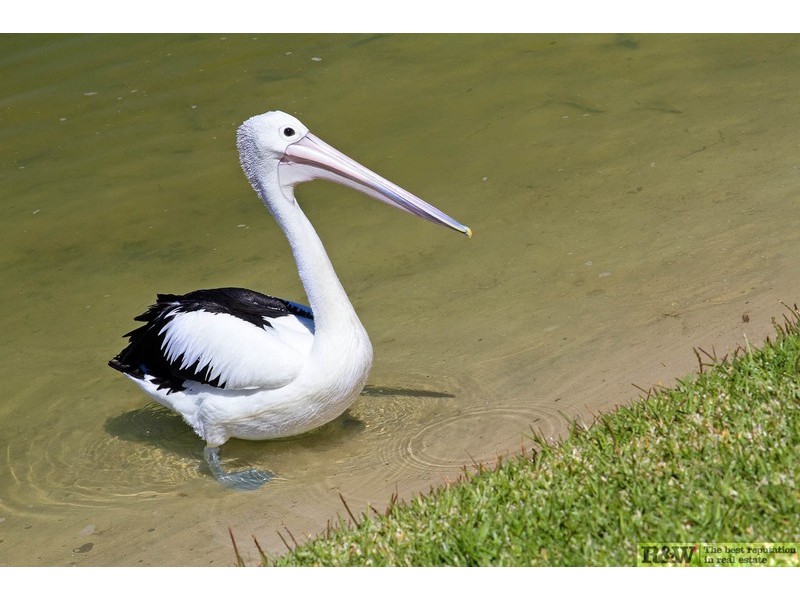 16  Key Court, Noosa Heads QLD 4567