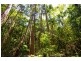 50 Firewheel Road, Ringtail Creek QLD 4565