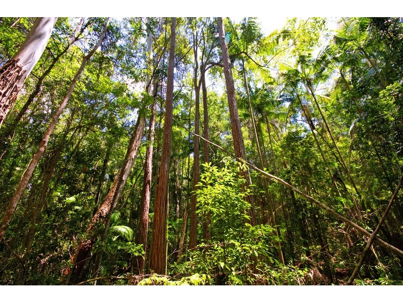 50 Firewheel Road, Ringtail Creek QLD 4565