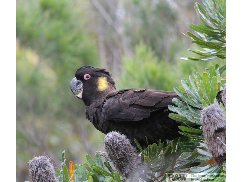 18 Whale Drive, Sunshine Beach QLD 4567