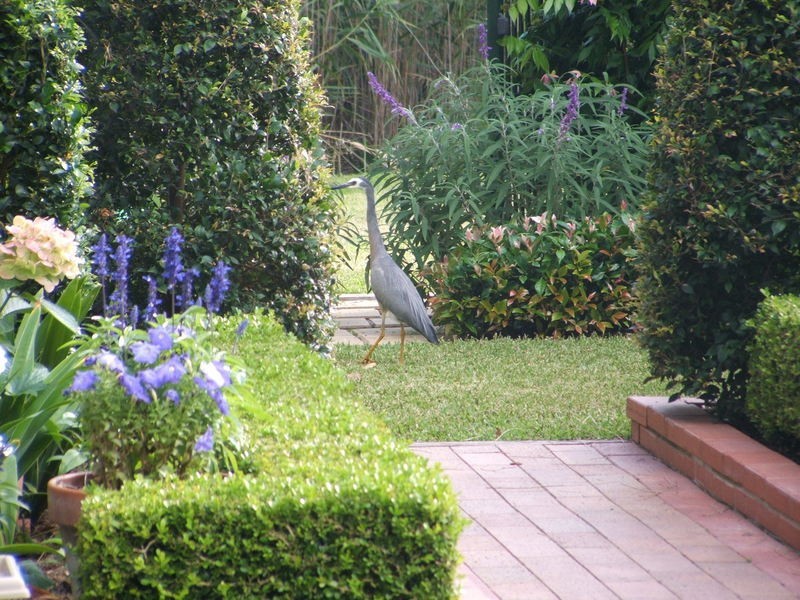 1/80B George Street, Avalon NSW 2107