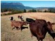 110 Brays Road, Sheffield TAS 7306