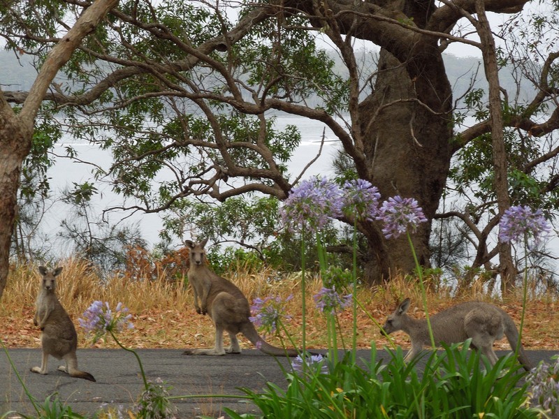 46 Goonawarra Drive, Cudmirrah NSW 2540