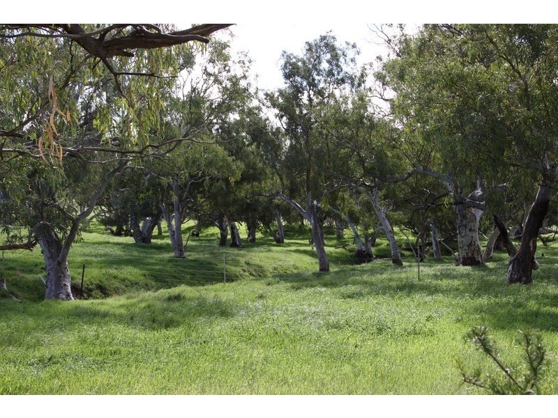 393 Isseka Road East, Bowes WA 6535