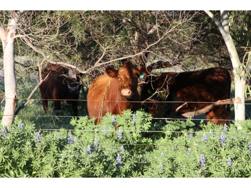 393 Isseka Road East, Bowes WA 6535