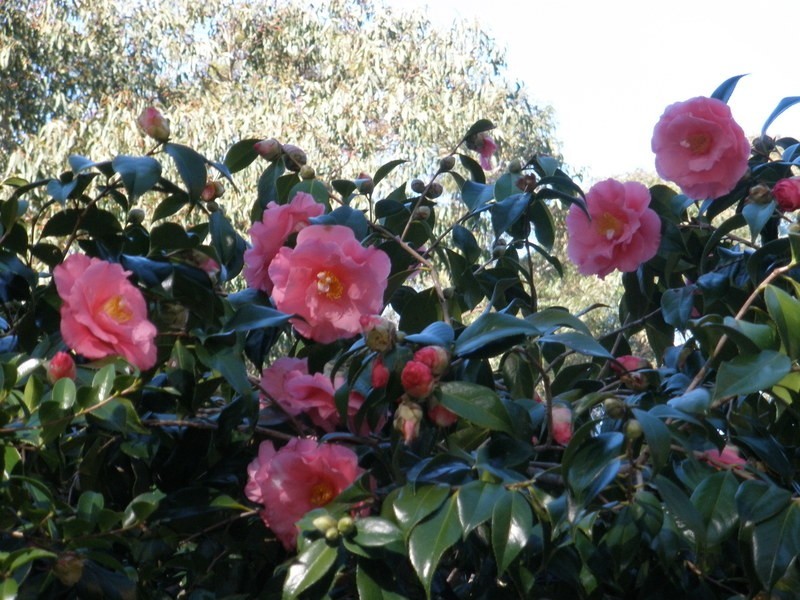 31 Jordan Road, Wahroonga NSW 2076