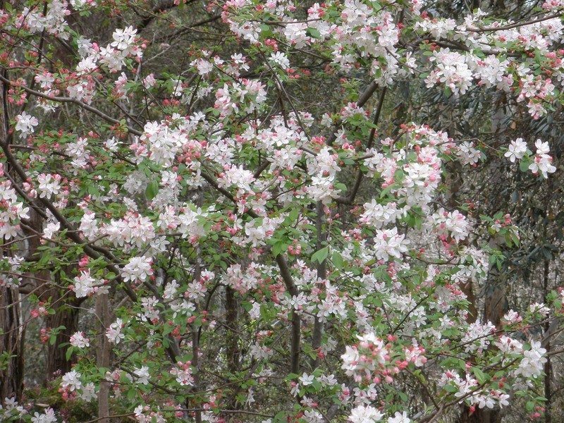 31 Jordan Road, Wahroonga NSW 2076