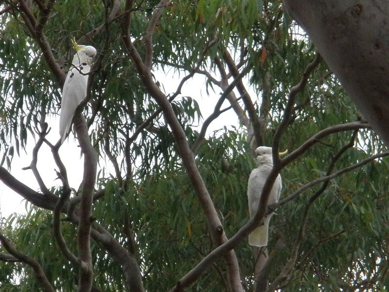 31 Jordan Road, Wahroonga NSW 2076