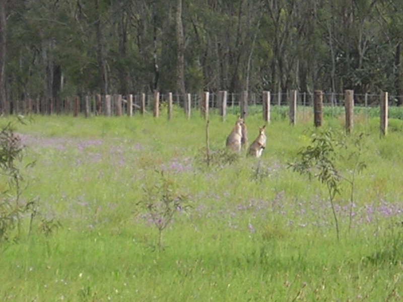 2110 Gore Hiway, Southbrook QLD 4363