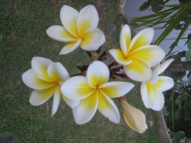 23 Wexcombe Way, Aveley WA 6069