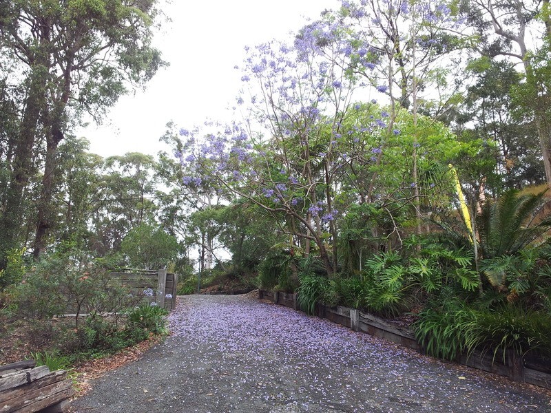 Lower Beechmont QLD 4211