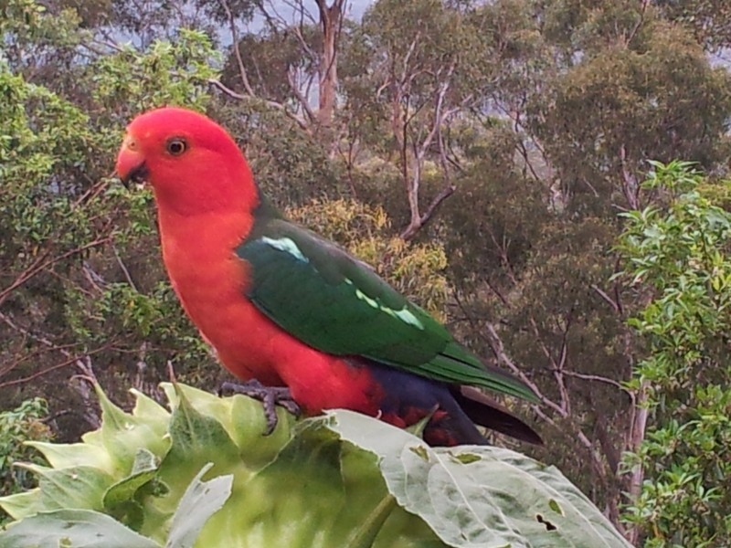 Lower Beechmont QLD 4211