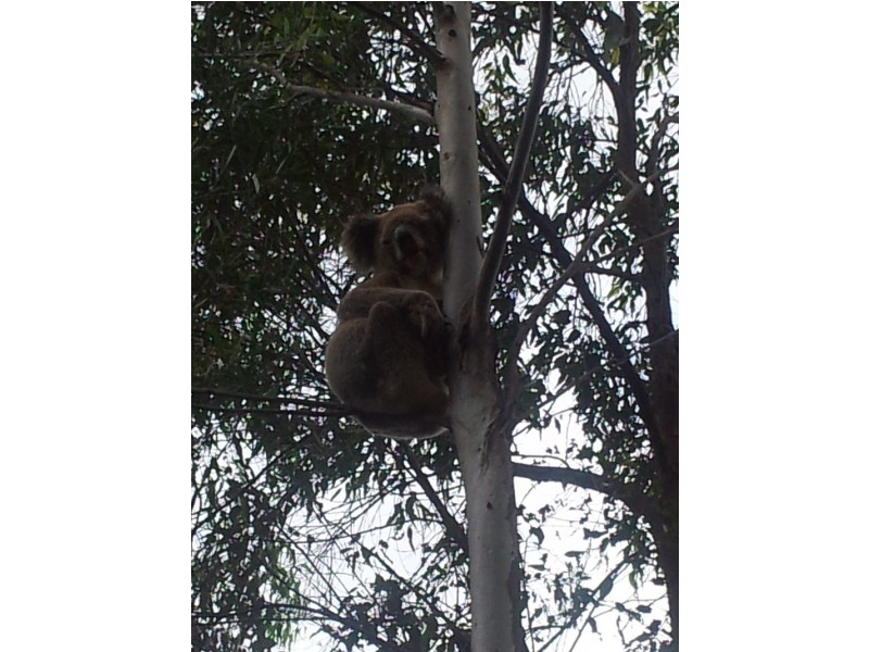 Lower Beechmont QLD 4211