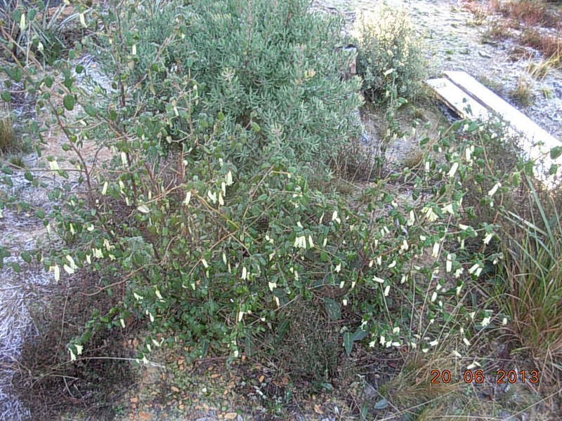 Taradale VIC 3447