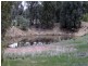 Springdale NSW 2666