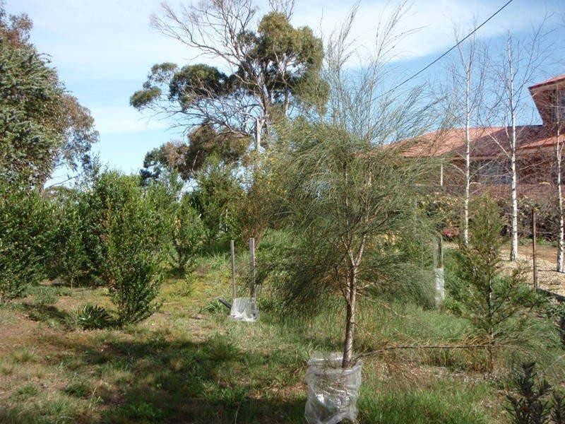 4 Cootamundra Court, Dodges Ferry TAS 7173