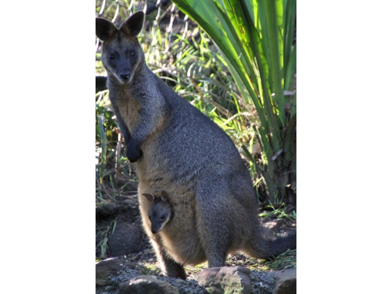 9 Glenworth Valley Road, Wendoree Park NSW 2250