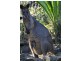 9 Glenworth Valley Road, Wendoree Park NSW 2250