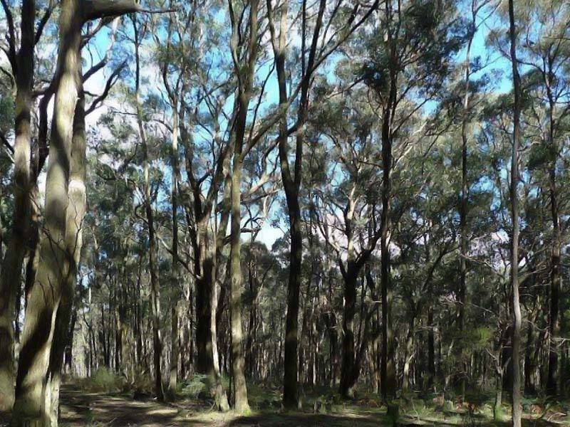 605 Daylesford Trentham Road, Musk VIC 3461