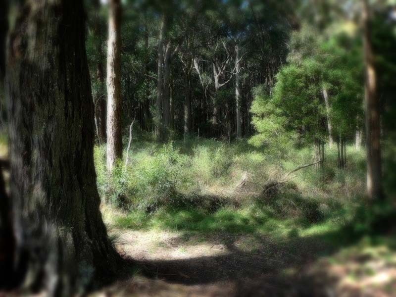 605 Daylesford Trentham Road, Musk VIC 3461