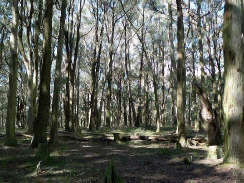 605 Daylesford Trentham Road, Musk VIC 3461