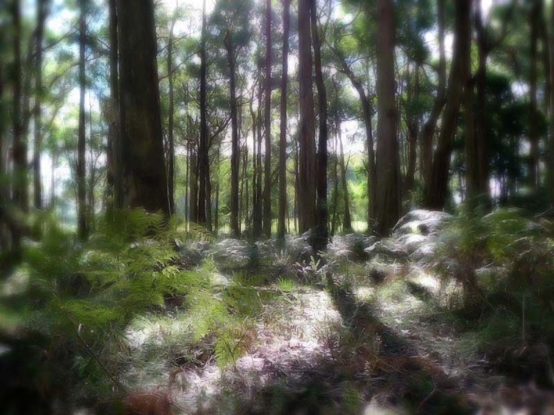 605 Daylesford Trentham Road, Musk VIC 3461