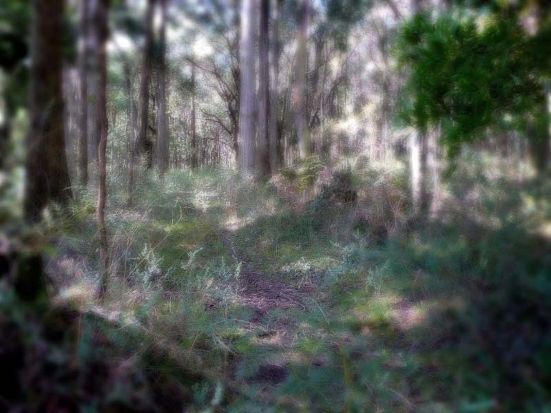 605 Daylesford Trentham Road, Musk VIC 3461