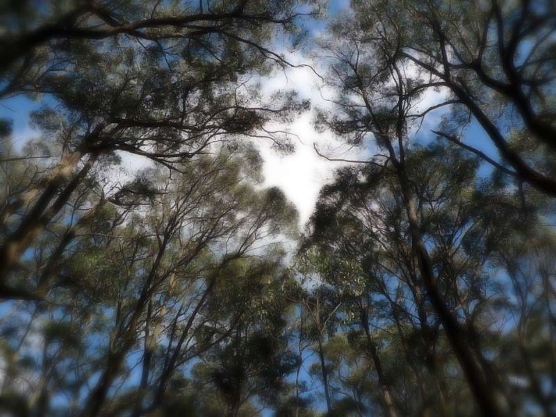 605 Daylesford Trentham Road, Musk VIC 3461