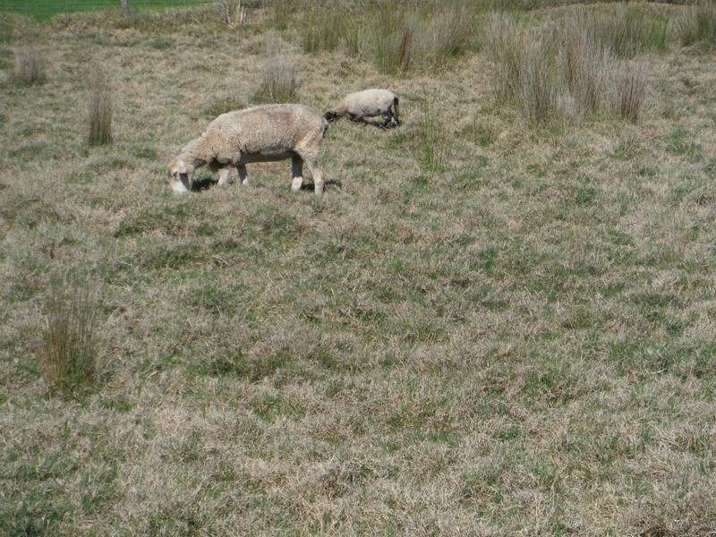 524 Yamba Road, Maclean NSW 2463