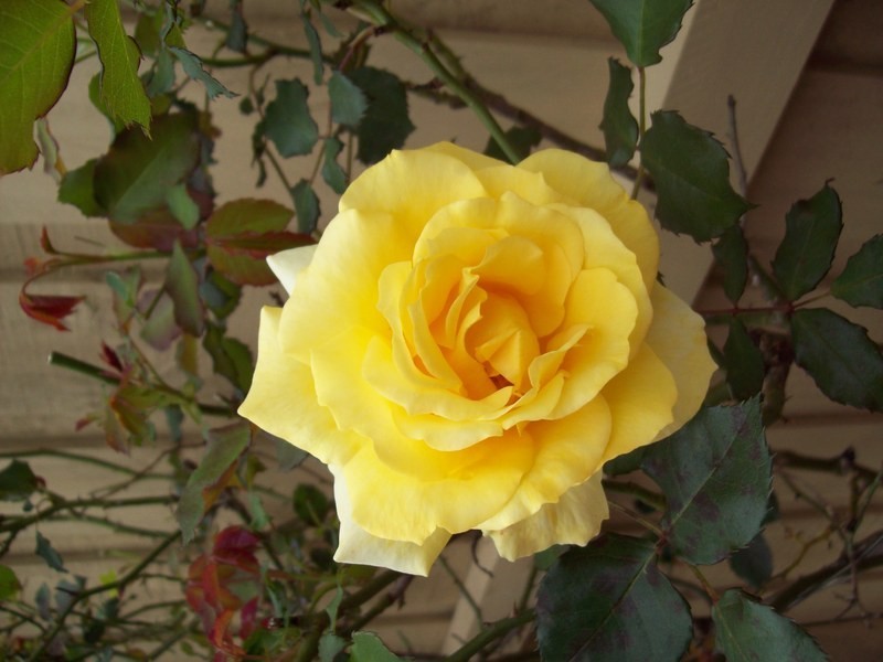 5/6 East India Ave, Nunawading VIC 3131