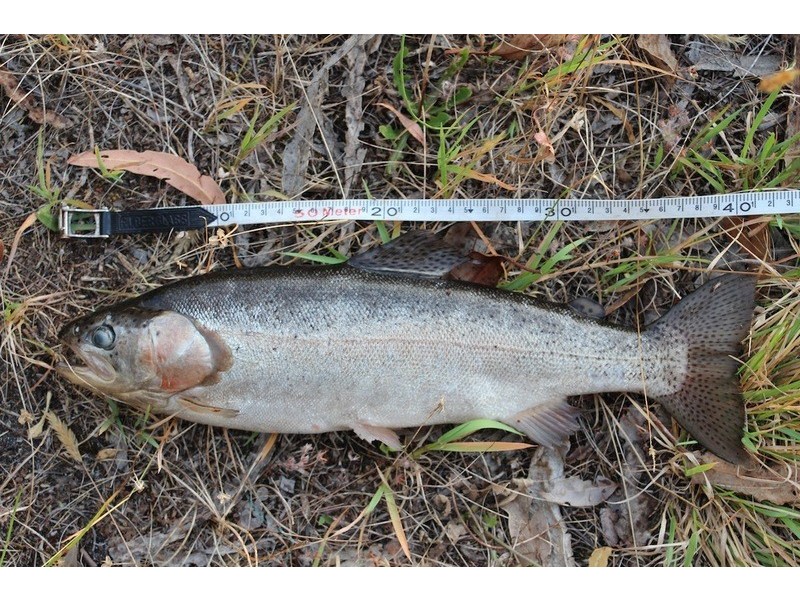 14 Norna Drive, Crowea WA 6258