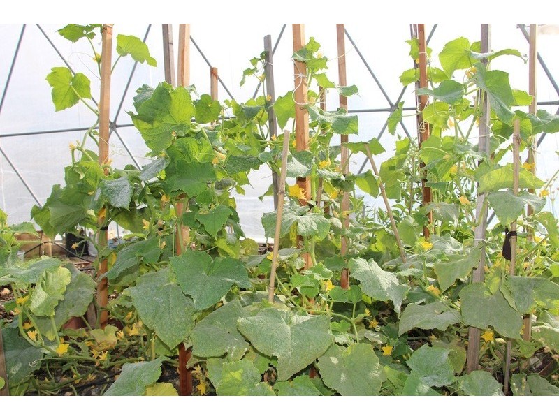 14 Norna Drive, Crowea WA 6258