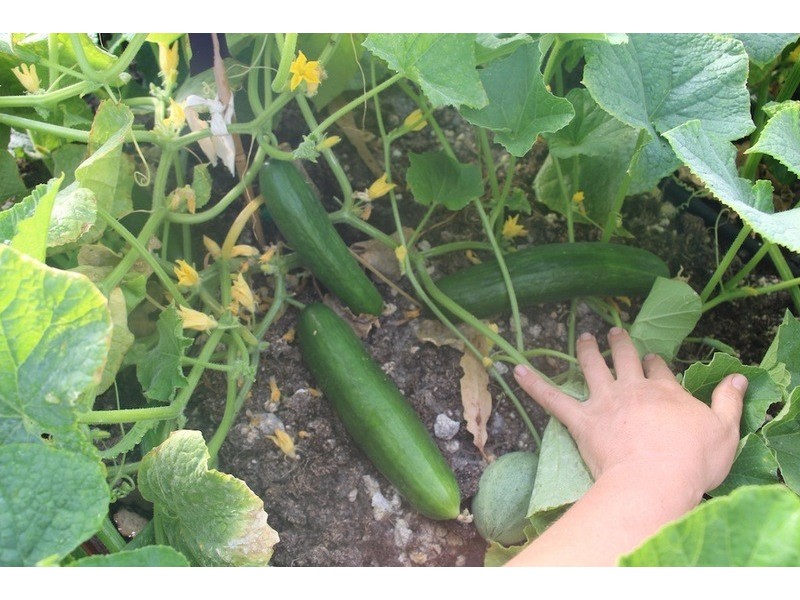 14 Norna Drive, Crowea WA 6258