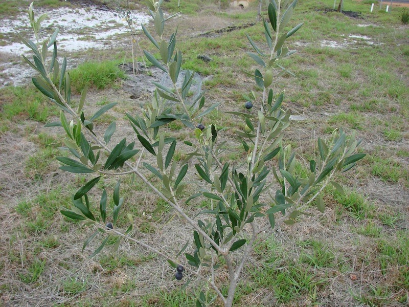 14 Norna Drive, Crowea WA 6258