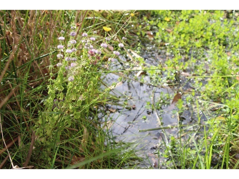 14 Norna Drive, Crowea WA 6258