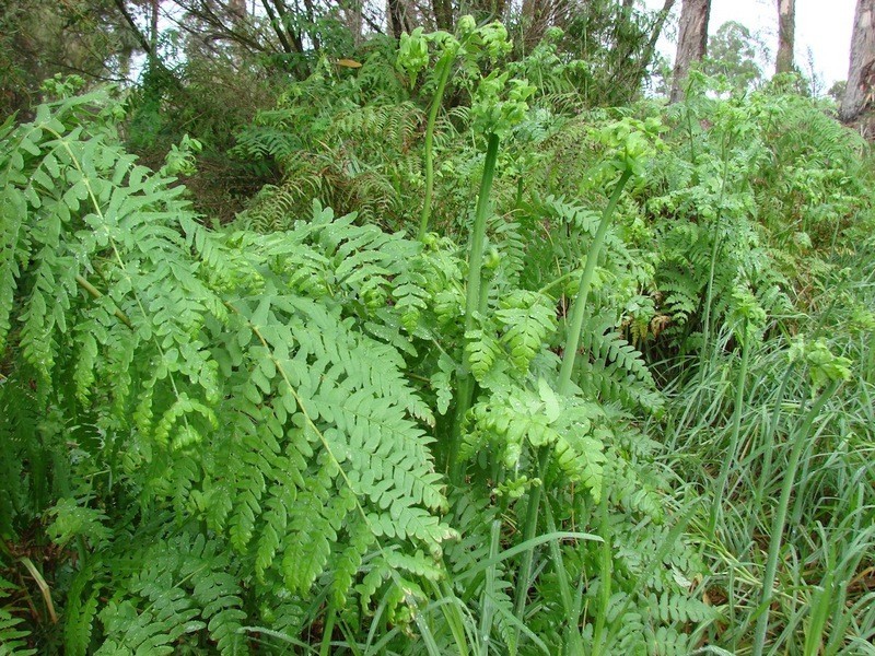 14 Norna Drive, Crowea WA 6258